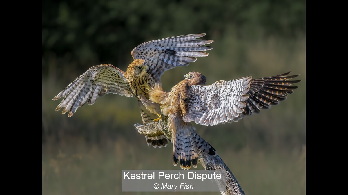 Kestrel Perch Dispute